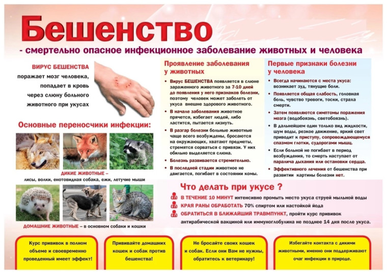 Бешенство - смертельное инфекционное заболевание. Бешенство - смертельное инфекционное заболевание.